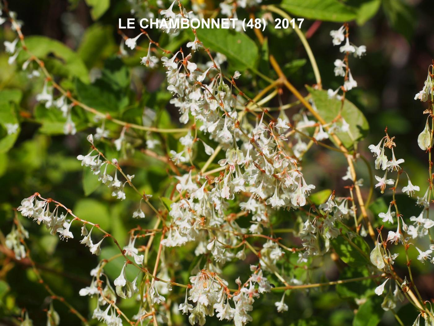 Vine, Russian (Silver-laced) plant